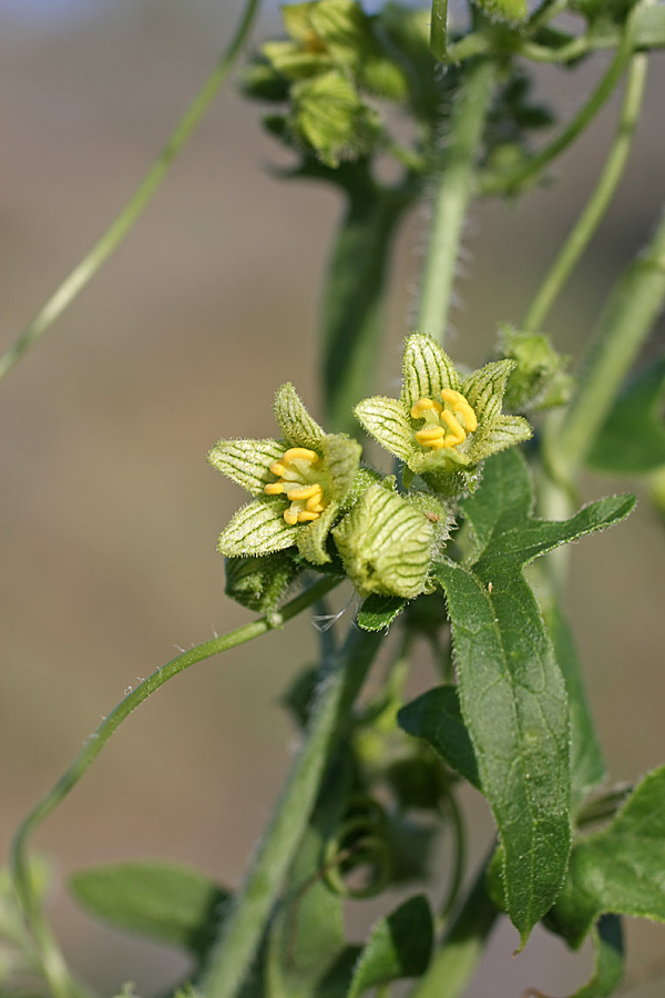 Image of Bryonia melanocarpa specimen.