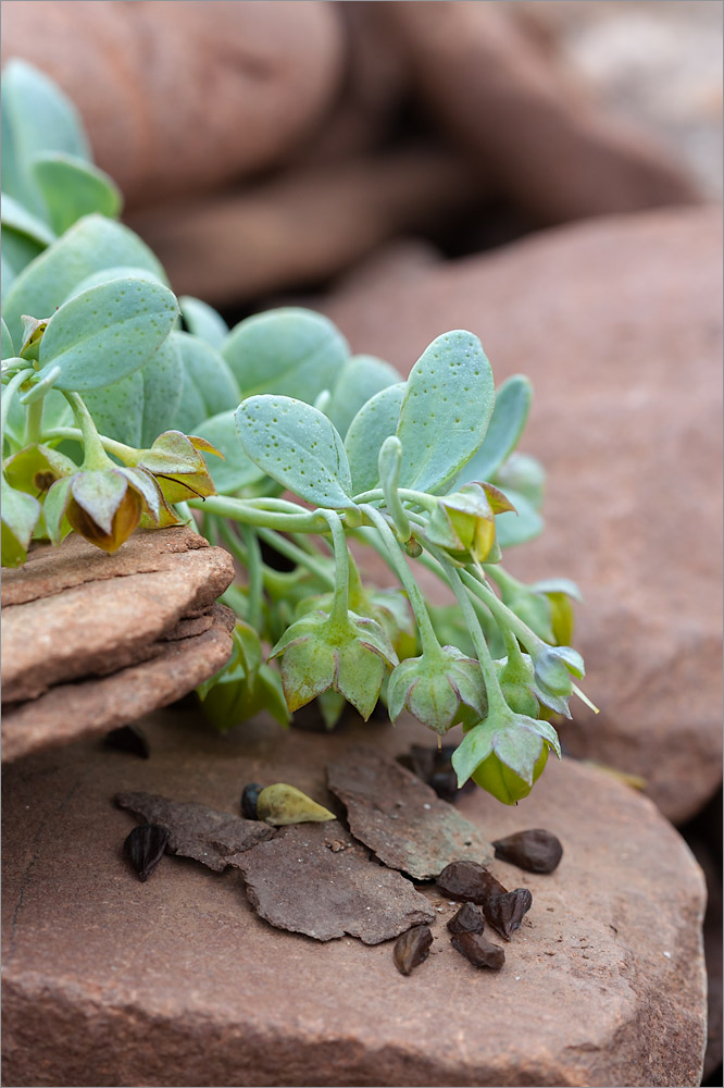 Изображение особи Mertensia maritima.