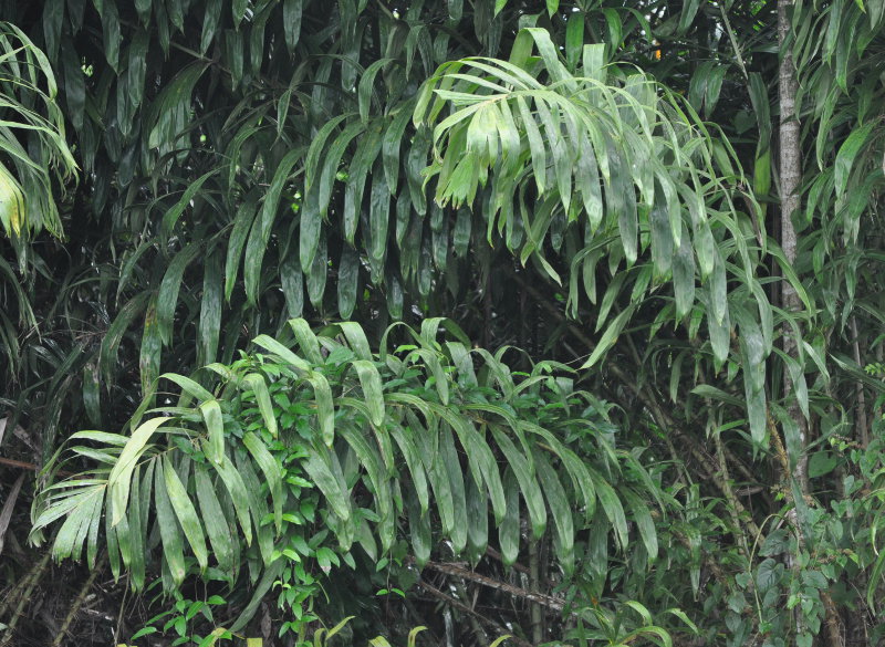 Image of Salacca wallichiana specimen.