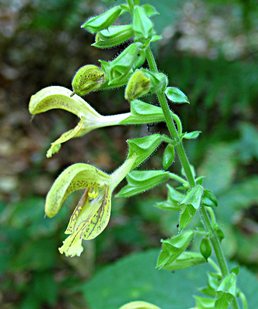 Image of Salvia glutinosa specimen.