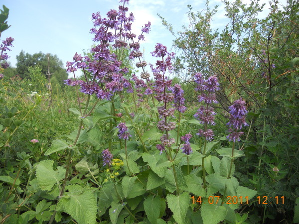 Изображение особи Salvia verticillata.