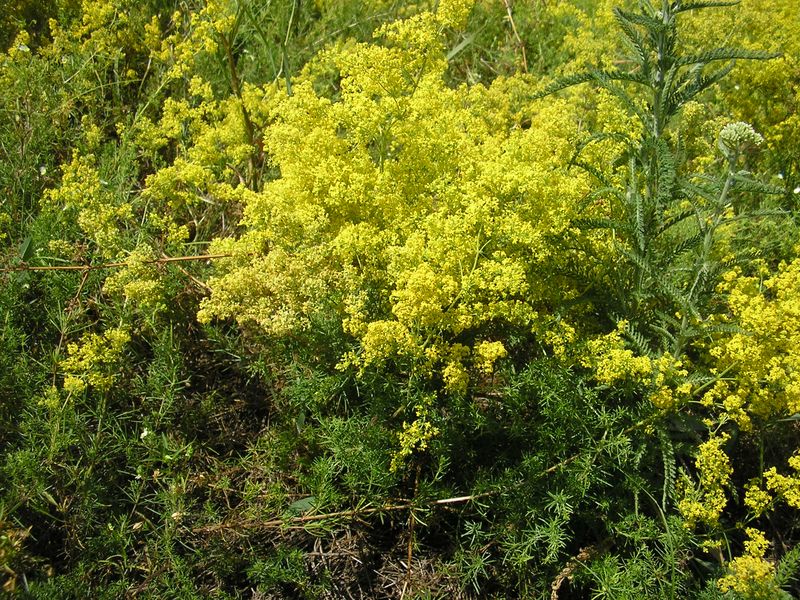 Изображение особи Galium verum.