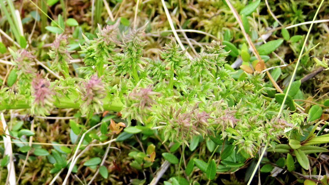 Изображение особи Pedicularis grandiflora.