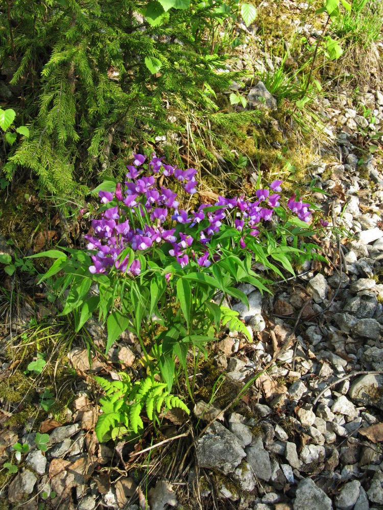 Изображение особи Lathyrus vernus.