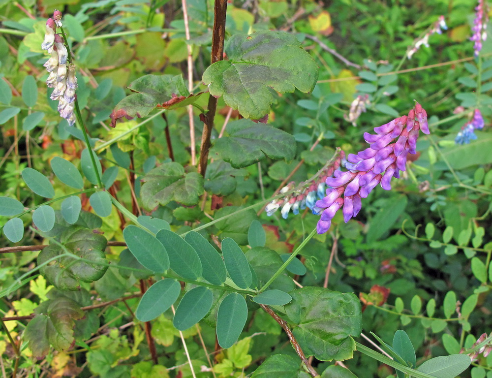 Image of Vicia amurensis specimen.