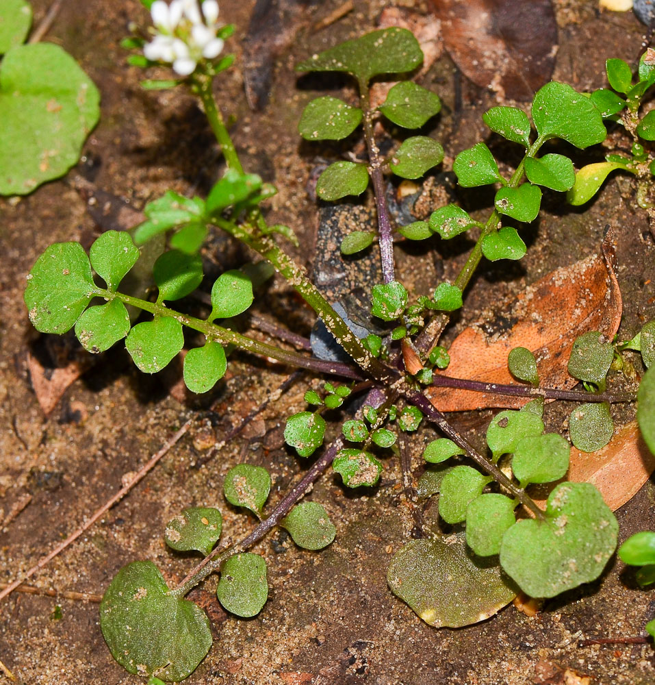 Изображение особи Cardamine hirsuta.