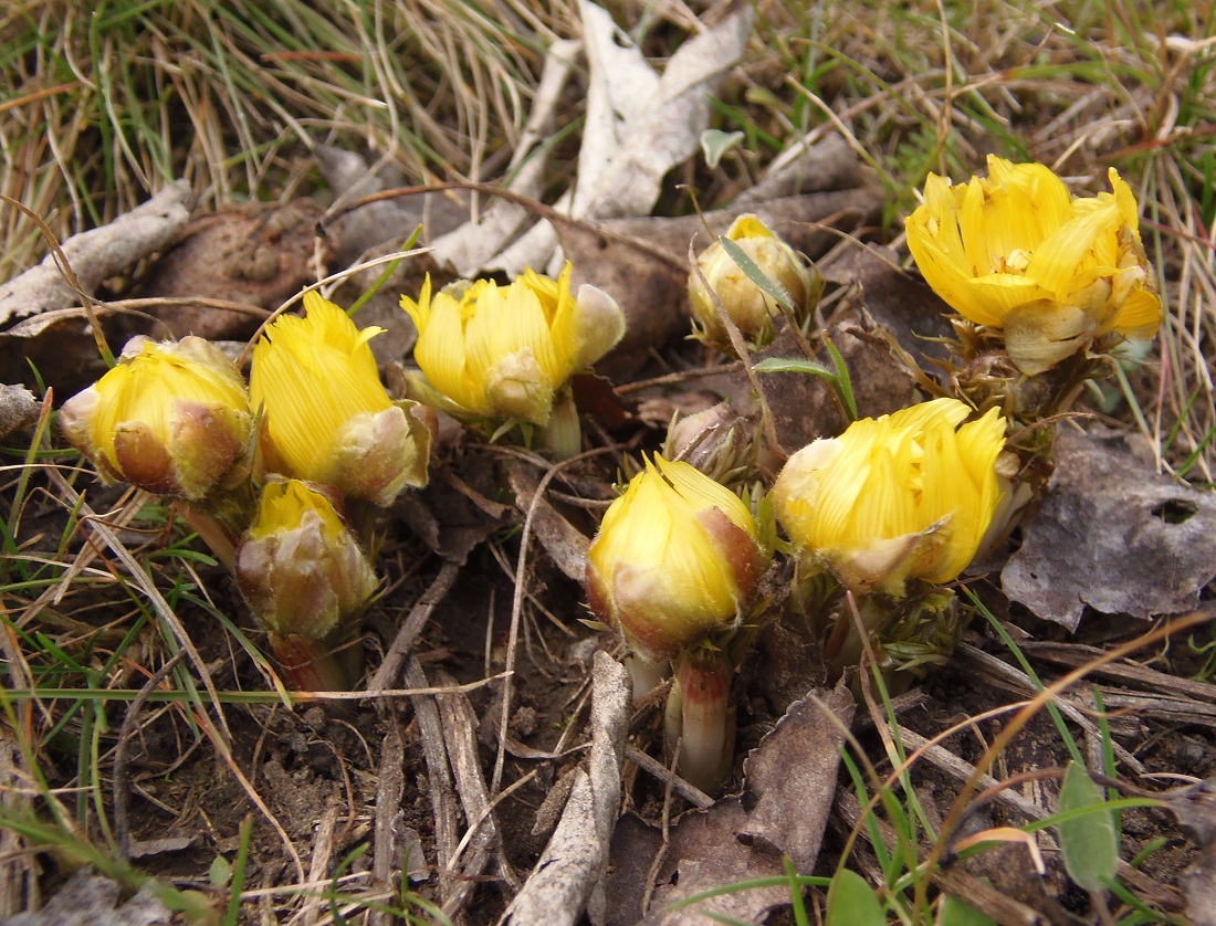 Image of Adonis volgensis specimen.