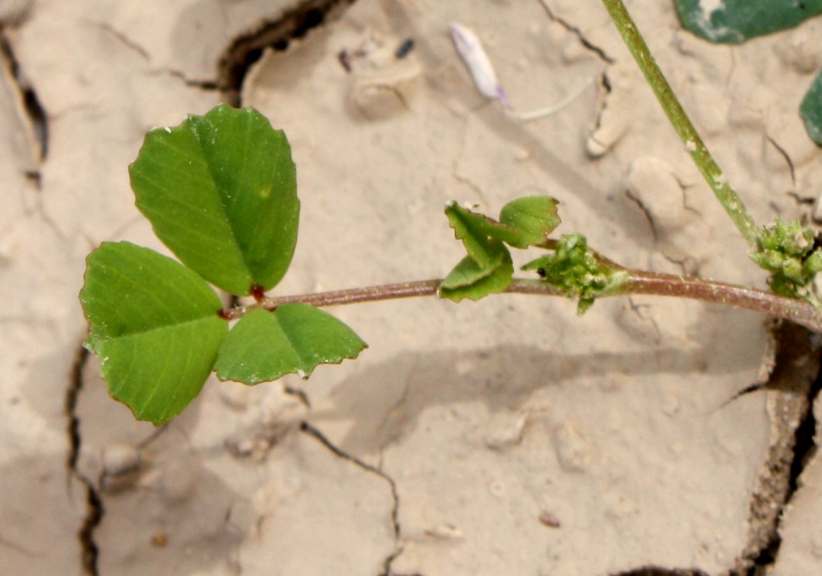 Image of Trigonella stellata specimen.