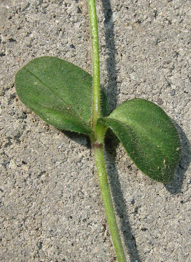 Изображение особи Cerastium semidecandrum.