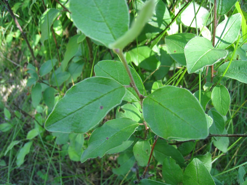 Image of Cotoneaster melanocarpus specimen.