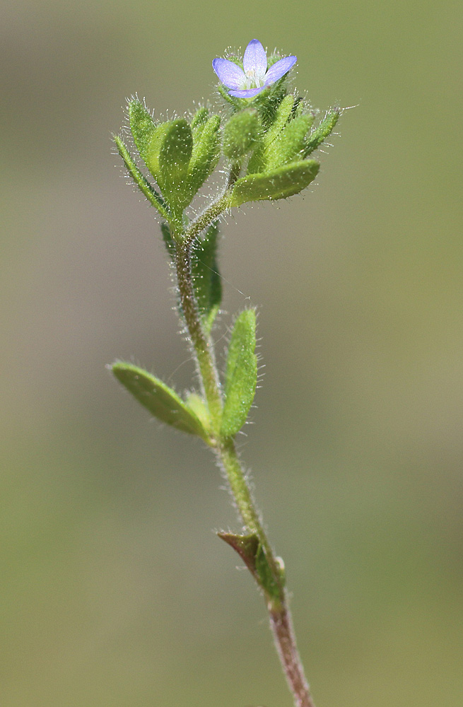 Image of Veronica arvensis specimen.