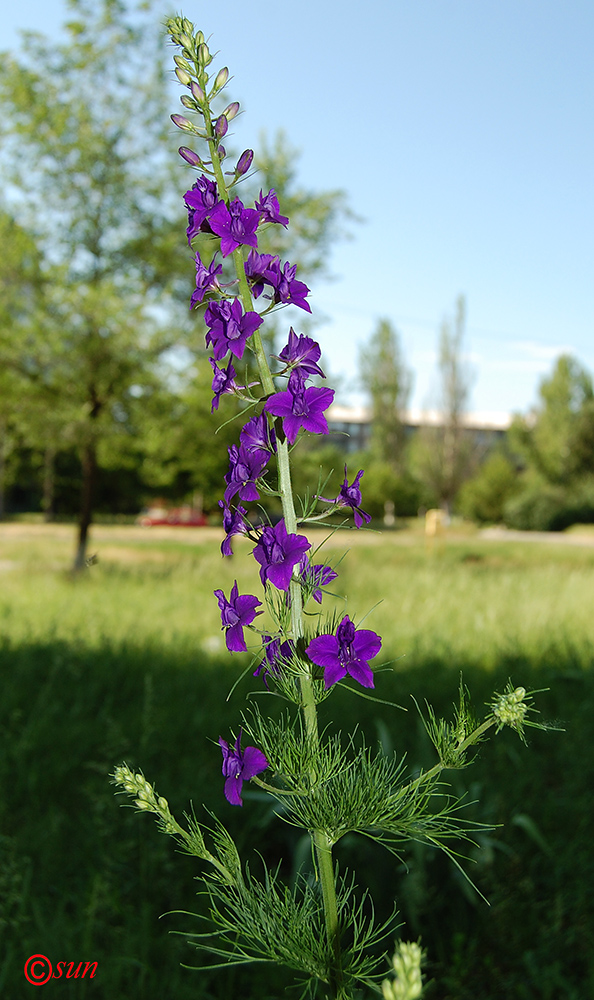 Изображение особи Delphinium hispanicum.