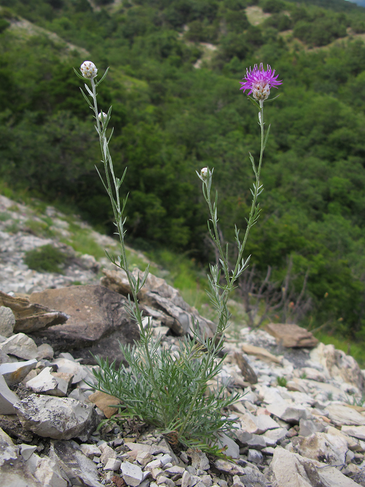 Image of Centaurea sarandinakiae specimen.