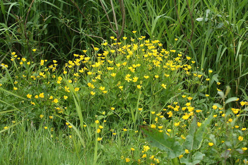 Image of Ranunculus repens specimen.