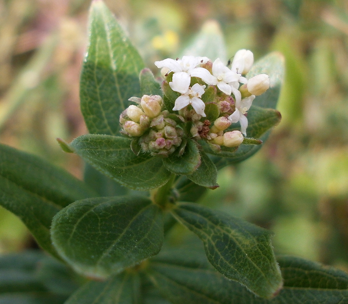 Image of Galium rubioides specimen.