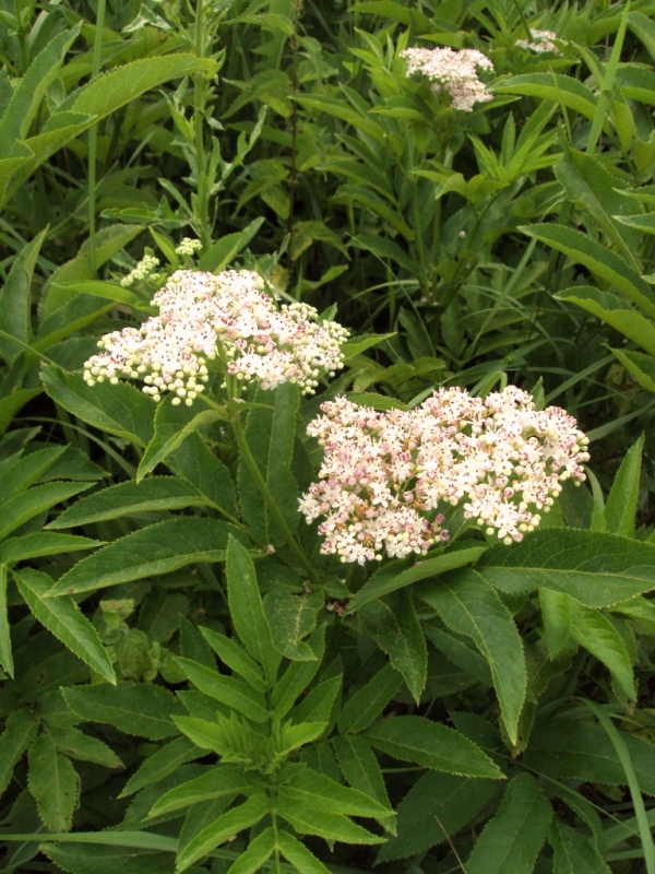 Image of Sambucus ebulus specimen.