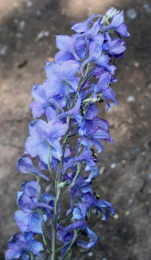 Изображение особи Delphinium ceratophorum.