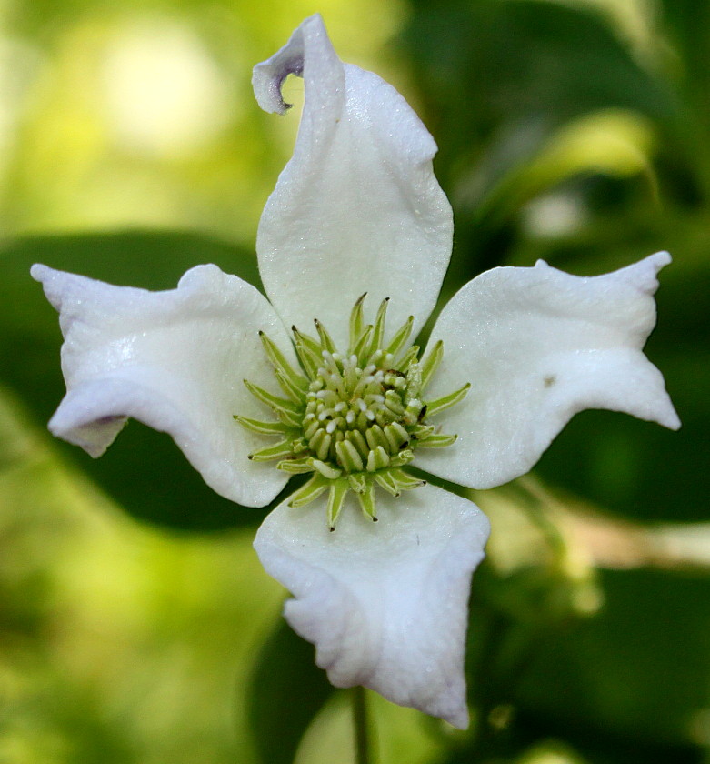 Изображение особи род Clematis.