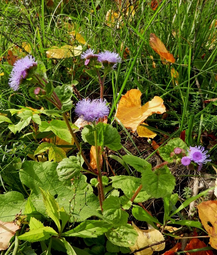 Изображение особи Ageratum houstonianum.