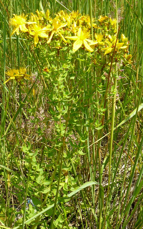 Image of Hypericum perforatum specimen.