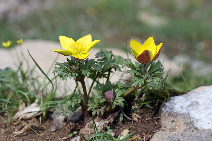 Image of Anemone petiolulosa specimen.