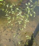 Lemna trisulca. Растения на поверхности водоёма. С-Петербург, 7 августа 2009 г.