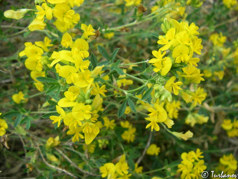 Изображение особи Medicago falcata.