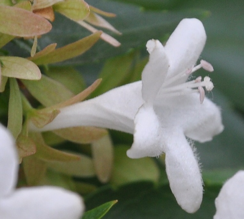 Image of Abelia &times; grandiflora specimen.