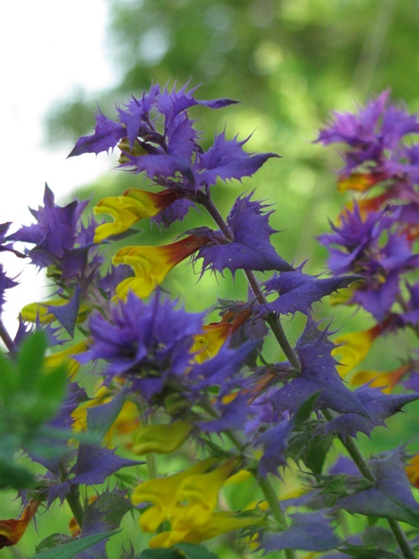 Image of Melampyrum nemorosum specimen.