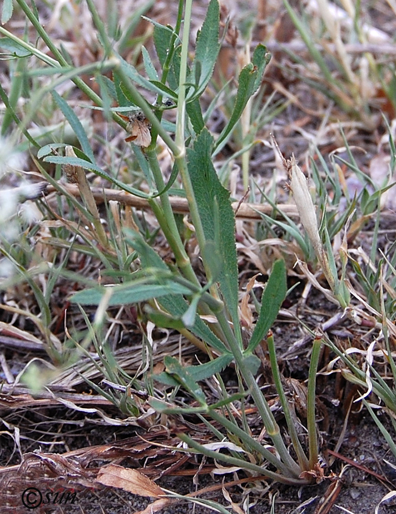 Изображение особи Falcaria vulgaris.