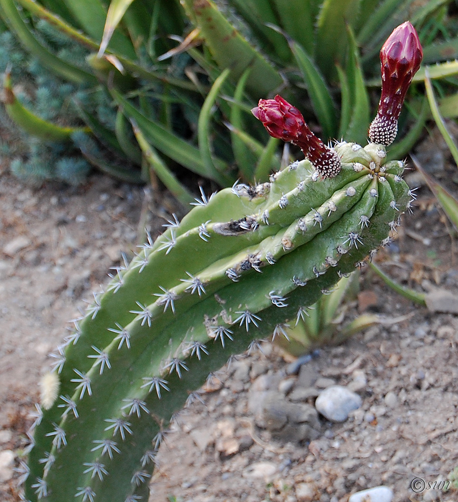 Image of familia Cactaceae specimen.