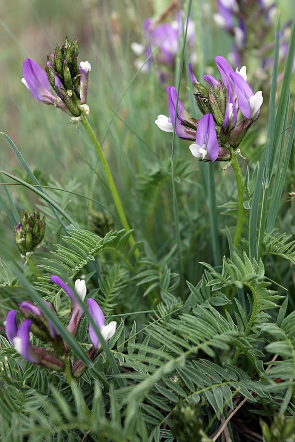 Image of Astragalus skorniakowii specimen.