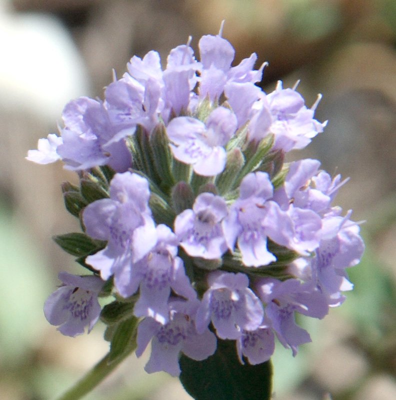 Image of Ziziphora pedicellata specimen.