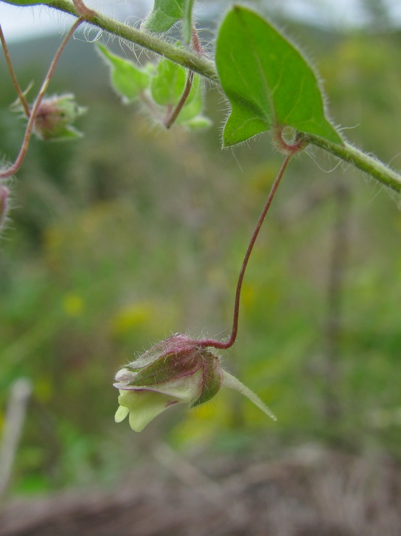 Image of Kickxia elatine specimen.