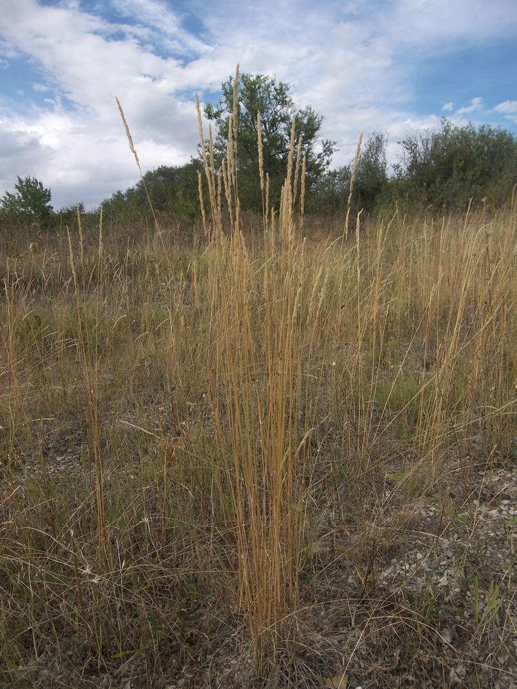 Image of Koeleria luerssenii specimen.