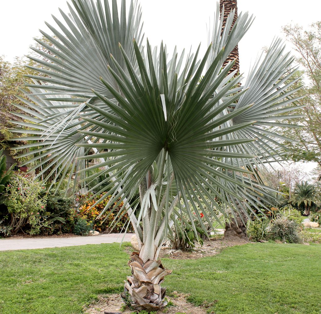 Image of Bismarckia nobilis specimen.