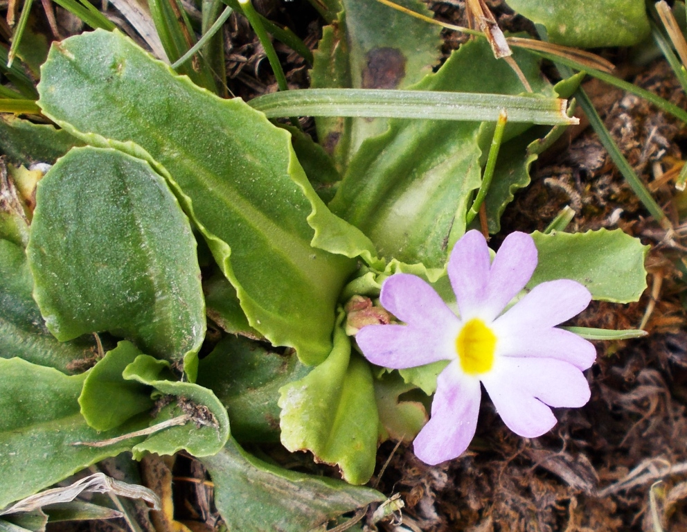 Image of Primula warshenewskiana specimen.