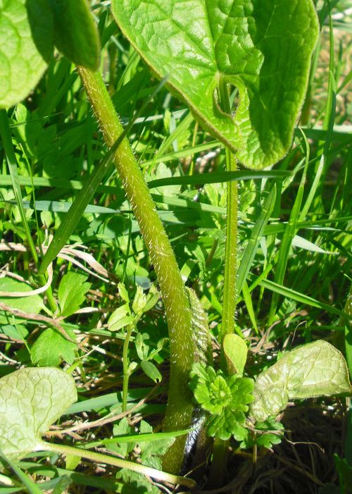 Изображение особи Brunnera sibirica.