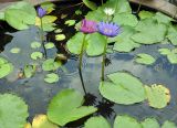 Nymphaea nouchali var. caerulea