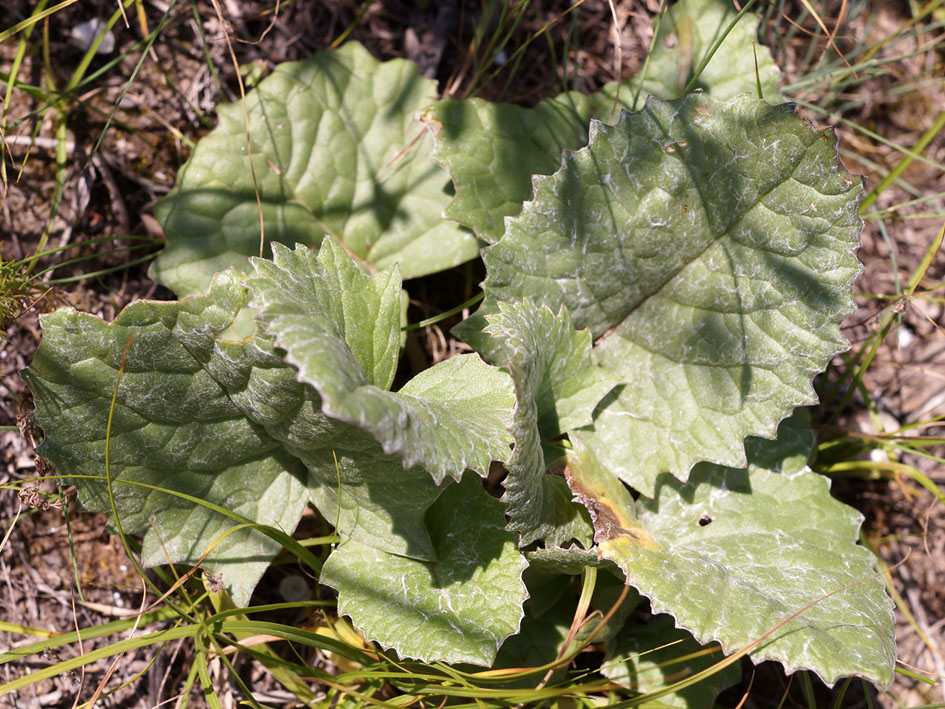 Image of Ligularia narynensis specimen.