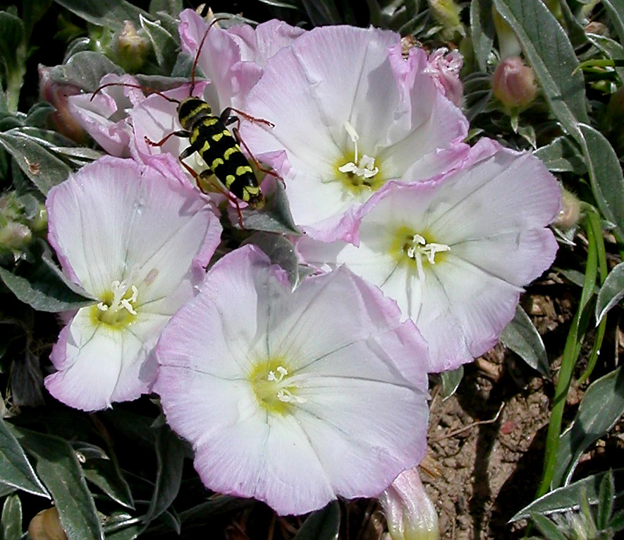 Image of Convolvulus lineatus specimen.