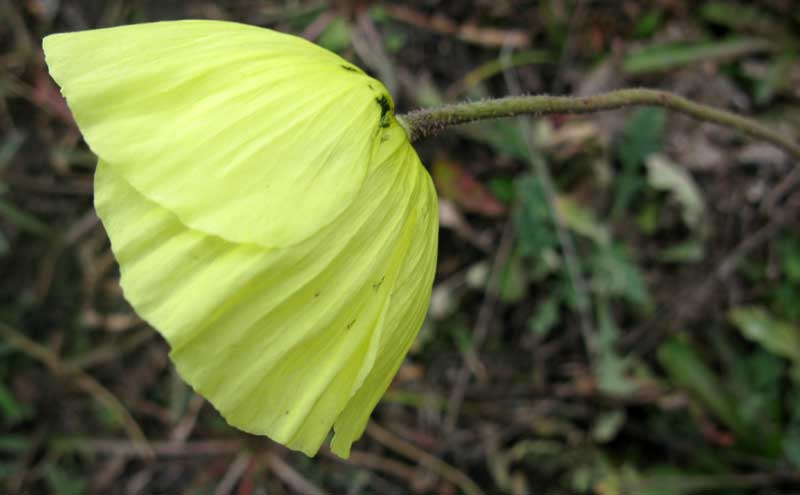 Изображение особи род Papaver.