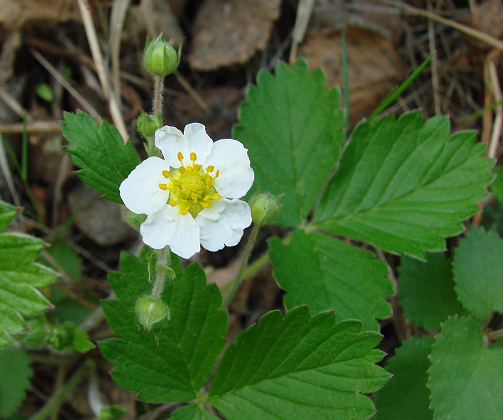 Image of Fragaria orientalis specimen.