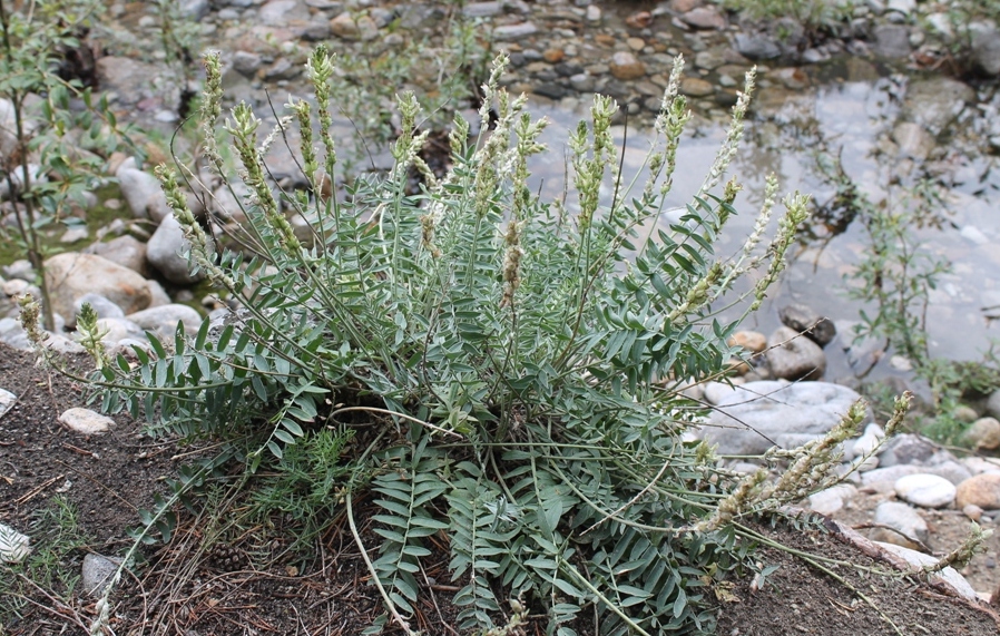 Image of Oxytropis bargusinensis specimen.