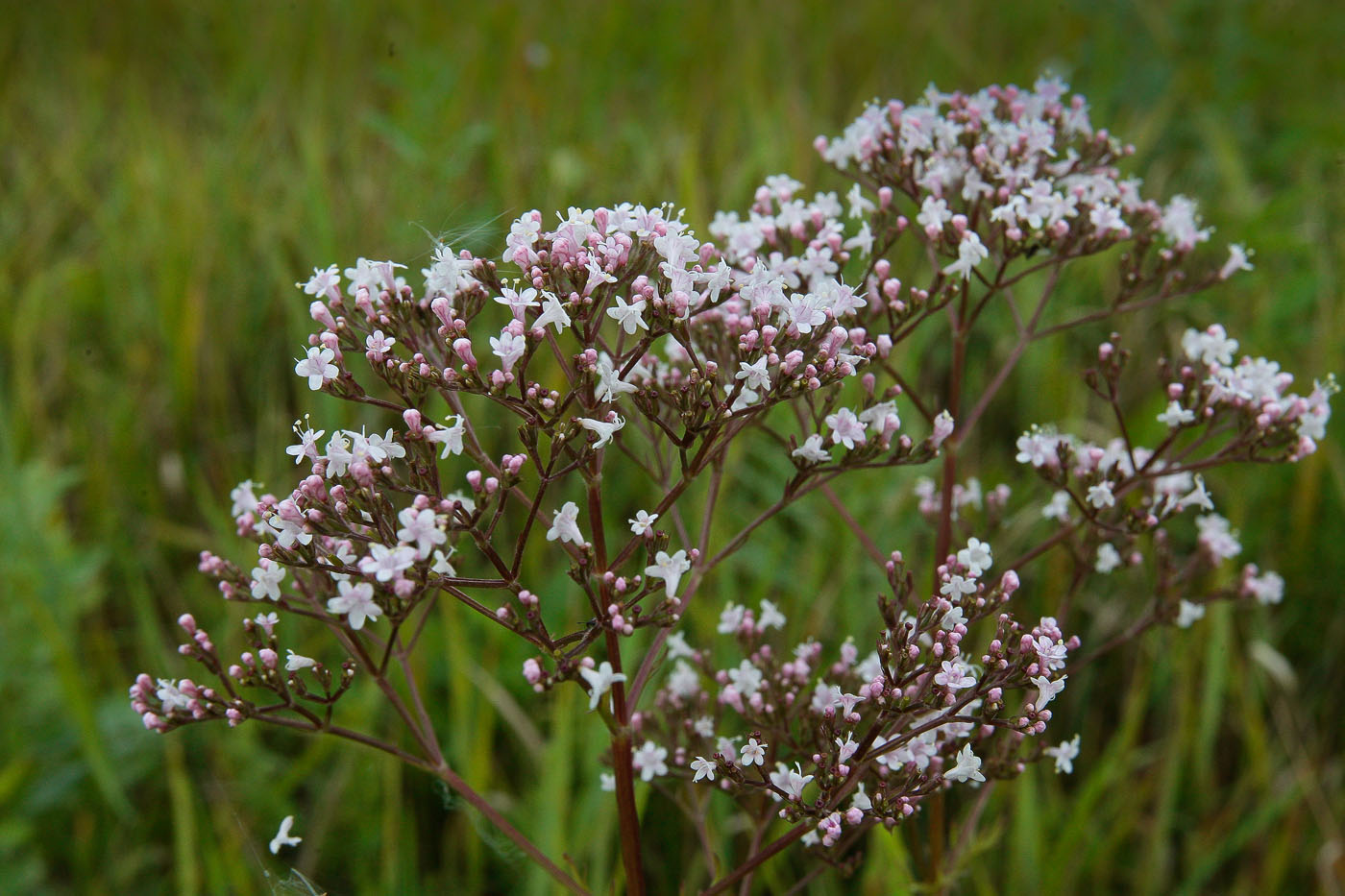 Изображение особи Valeriana officinalis.