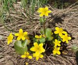 Caltha membranacea