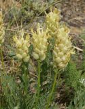 Astragalus follicularis