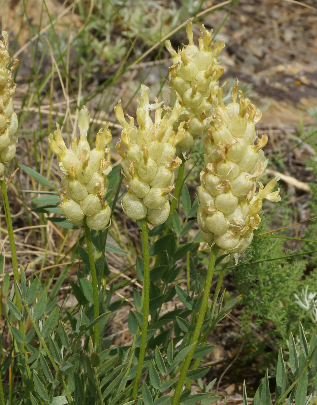 Изображение особи Astragalus follicularis.