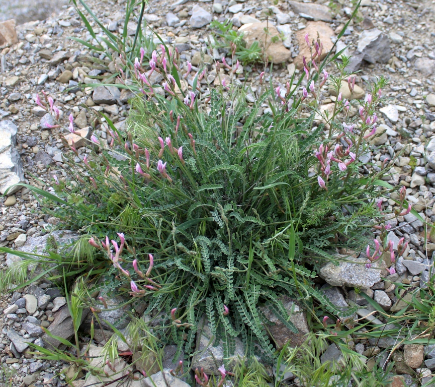 Изображение особи Astragalus velatus.