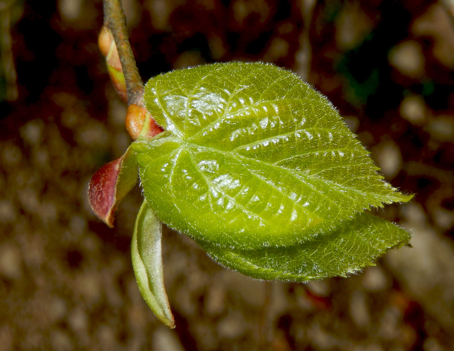 Image of Tilia begoniifolia specimen.